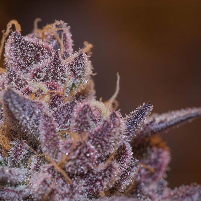 Apothca - Arlington Website