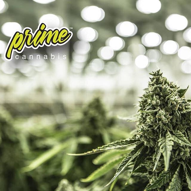 CANOPI - Downtown Website