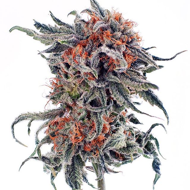 Shango Win Sivers "Airport" Website