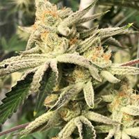 Ultra Health Albuquerque - Nob Hill Birdland Website