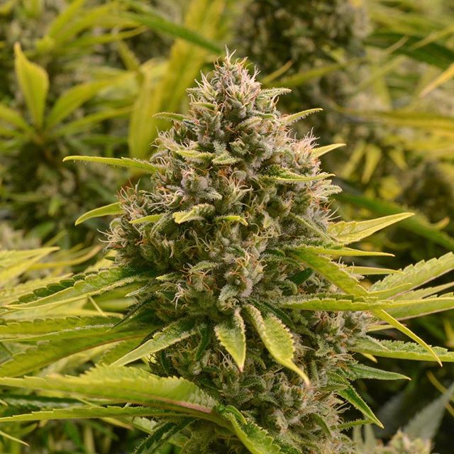 Central Ave Compassionate Care Website