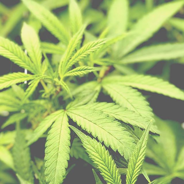 Cultivate Recreational Website