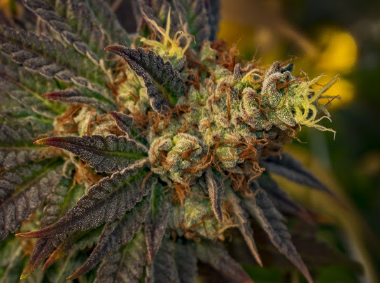 Plantae Bend Website