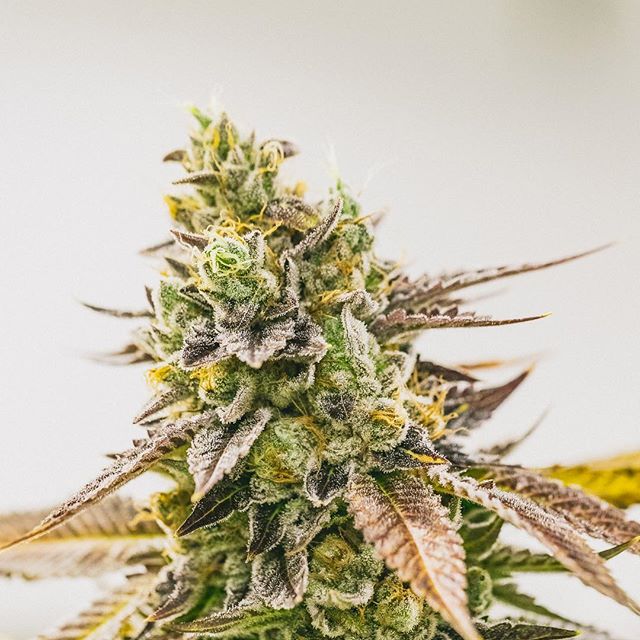 Health for Life Ellsworth Website