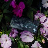 Snail Papers Website