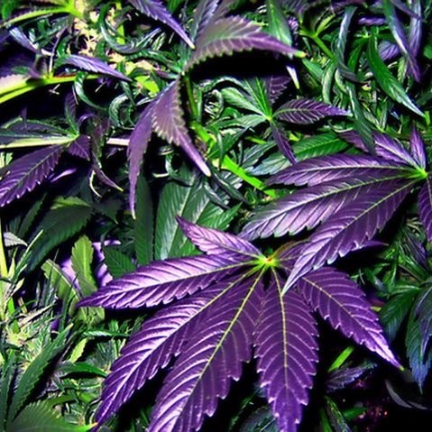 MMJDoctorOnline.com - Hayward Website