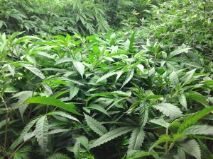 Trill Alternatives - MEDICAL Website