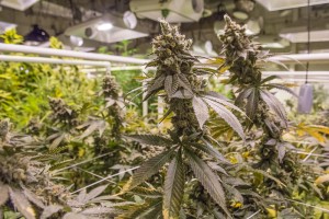 Trill Alternatives - MEDICAL Website