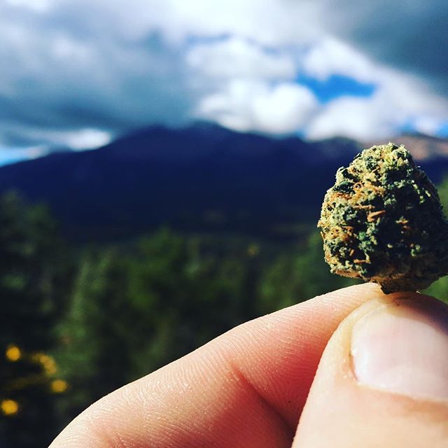 Herbal Healing Website