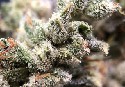 PurLife - Montgomery Website