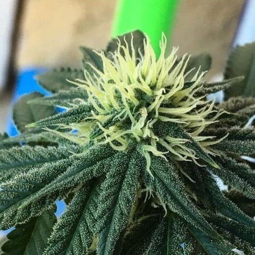 MMJDoctorOnline.com - Hayward Website