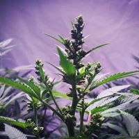 Diego Pellicer - South Denver Website