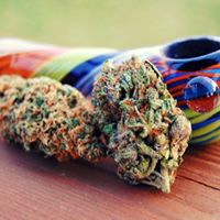 Best Buds Delivery Website