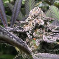 Ultra Health - North Valley Website