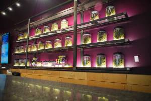 Altitude East Denver Website