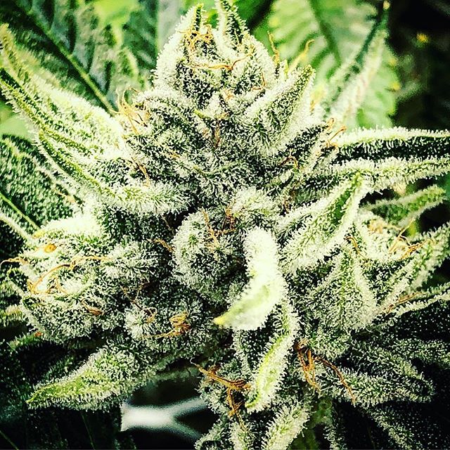 Northeast Alternatives - Medical Website