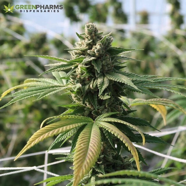 Green Pharms Dispensary Flagstaff Website