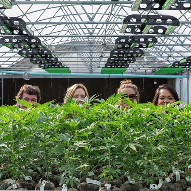 Surterra Wellness - St. Petersburg Website