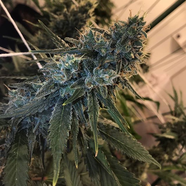 Smokey's 420 House - Fort Collins Website