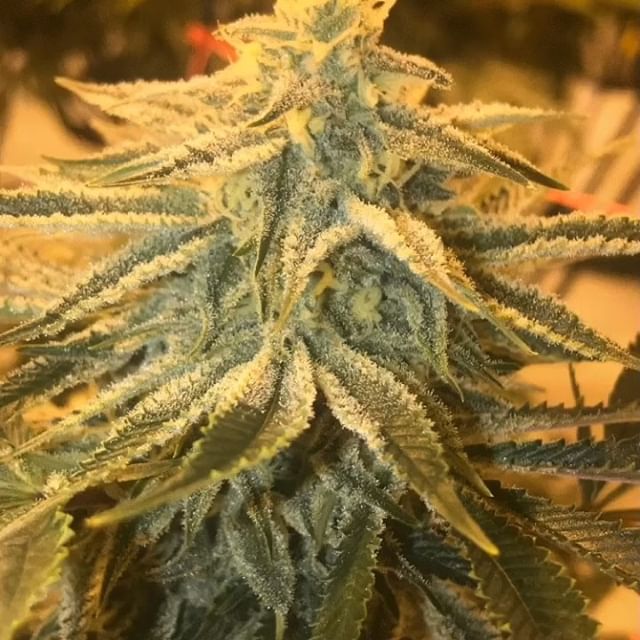 Sacred Seed Medical Dispensary Website