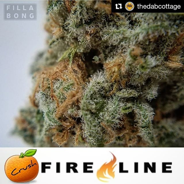 Fillabong - Silverdale Website