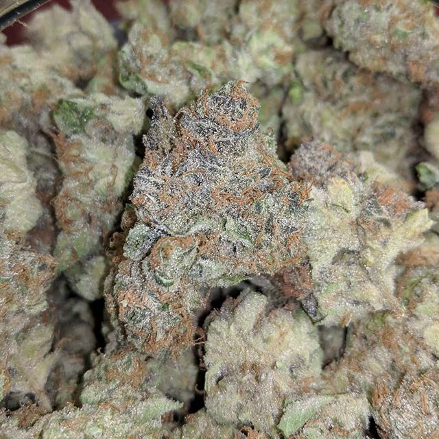 Medicinal Oasis - Recreational Website