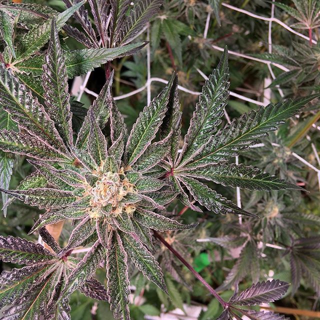 Lovelight Medicinals Website