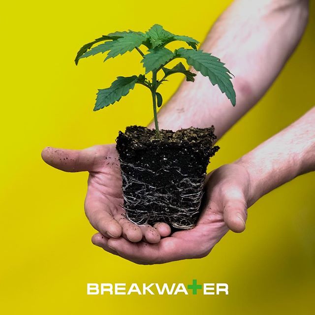 Breakwater Alternative Treatment Center Website