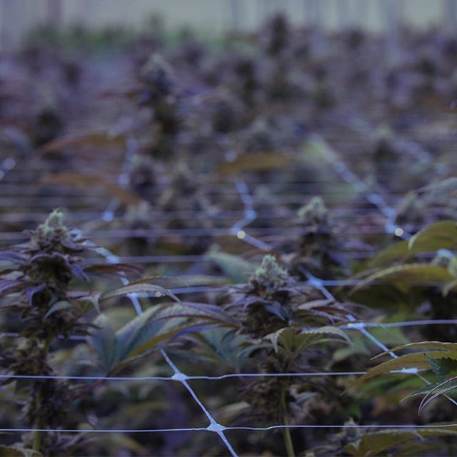 Apothca - Arlington Website