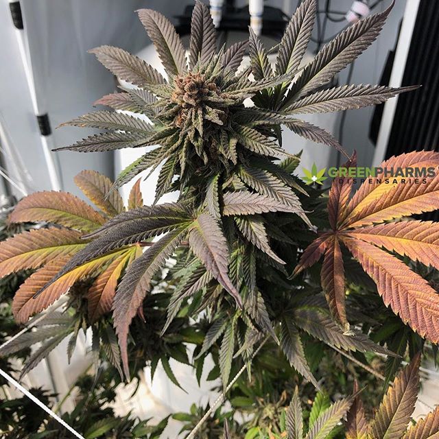 Green Pharms Dispensary Flagstaff Website