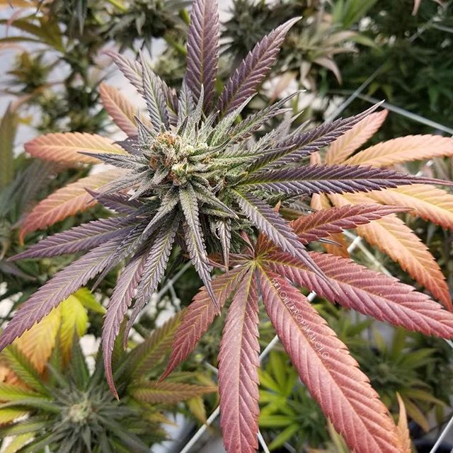 Green Pharms Dispensary Mesa Website