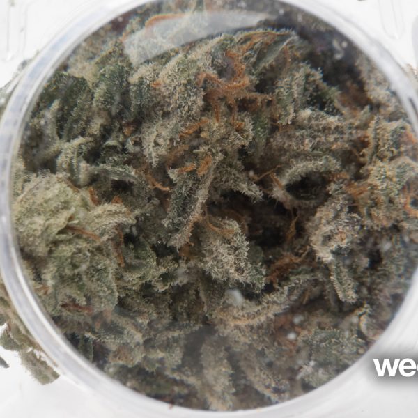 A Greener Today - Lynnwood Website