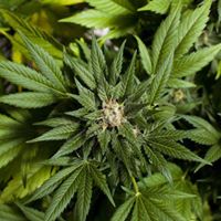 Alpha Alternative Solutions, LLC Website