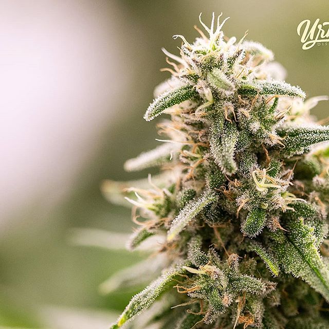 Urban Dispensary Website