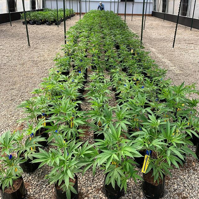 Spark1 - Bozeman Website