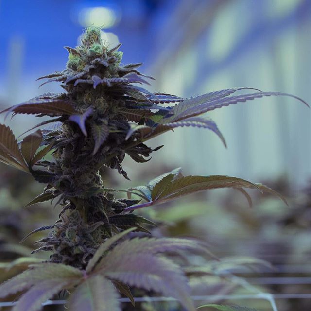 Apothca - Arlington Website