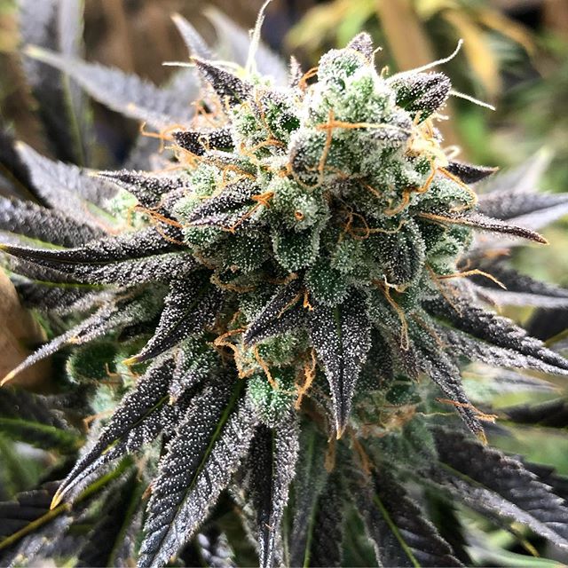 1:11 Dispensary Website