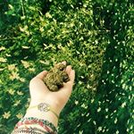 Canopy Health and Wellness Website