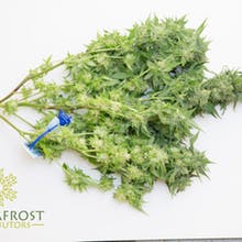 Permafrost Distributors Website