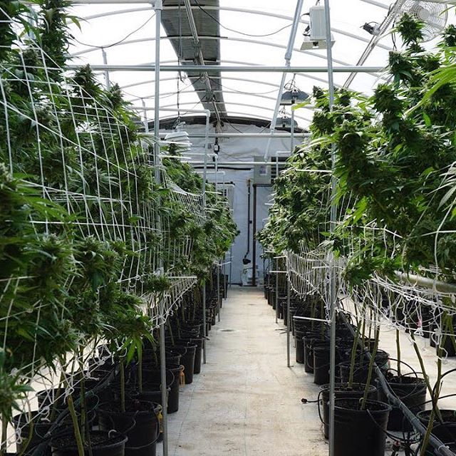 Green Pharms Dispensary Mesa Website