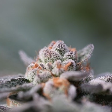 Green Pharms Dispensary Flagstaff Website