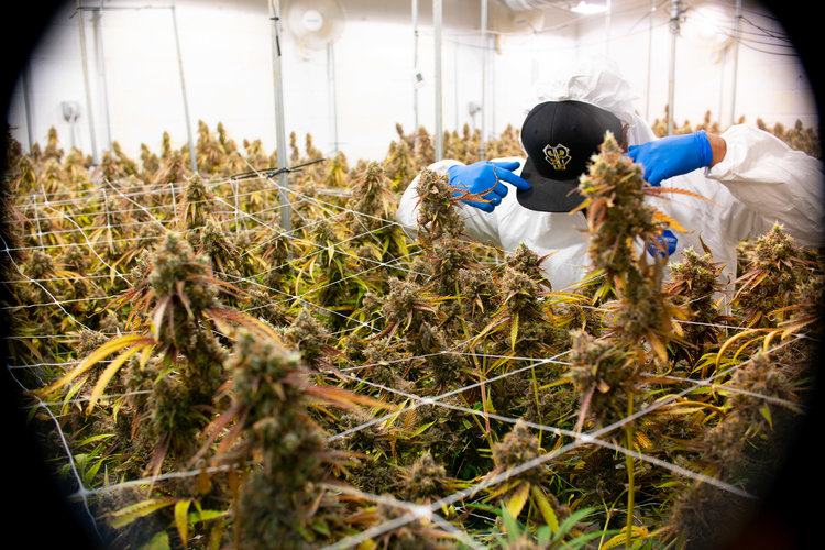 Pearl Pharma, Inc. Website