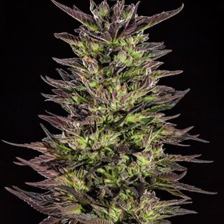 Kushism Van Nuys Website