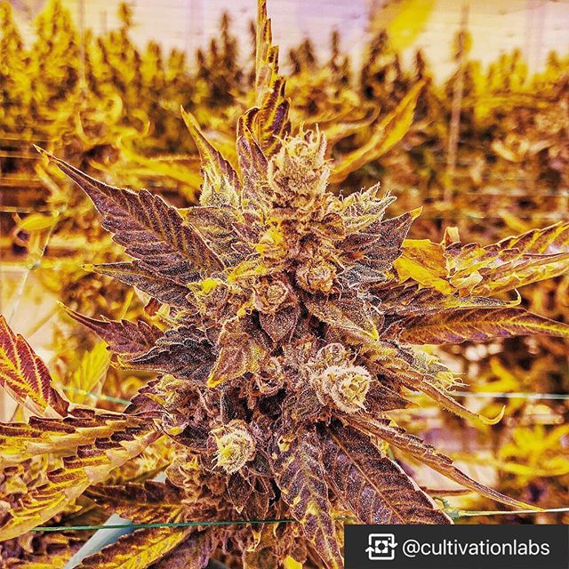 CANOPI - Downtown Website