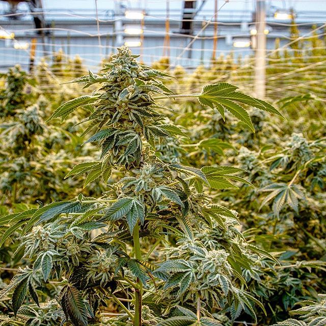 Ascend - Denver Website