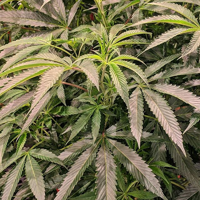 The Source - Delivery Website