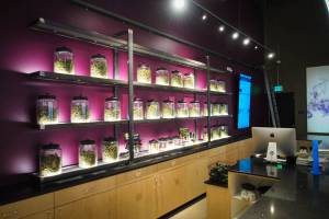 Altitude East Denver Website