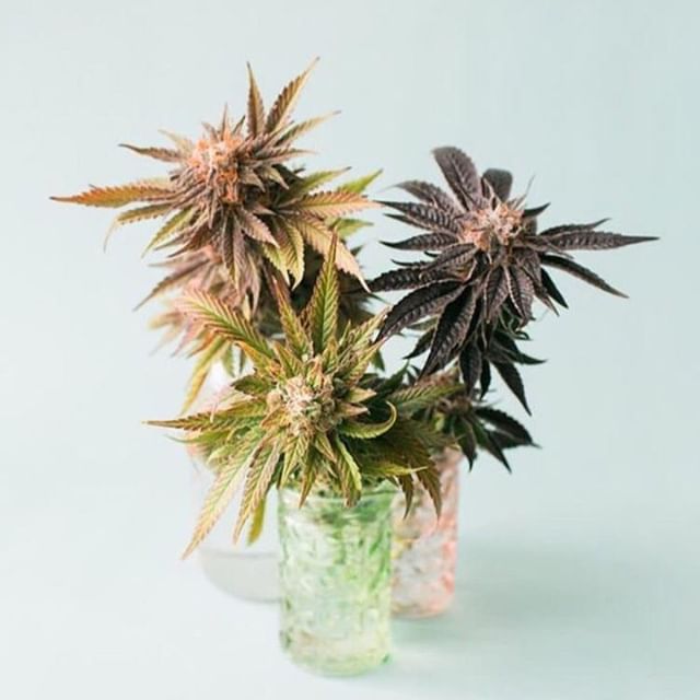 Emerald Fields Website