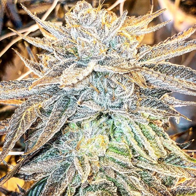 Northeast Alternatives - Medical Website