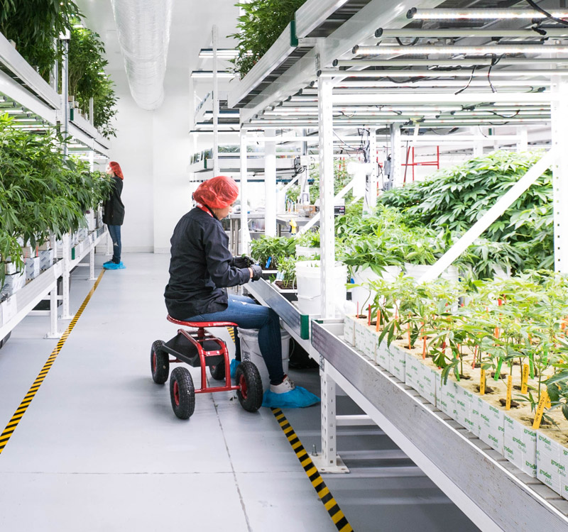 Level Up Powered by MedMen Website